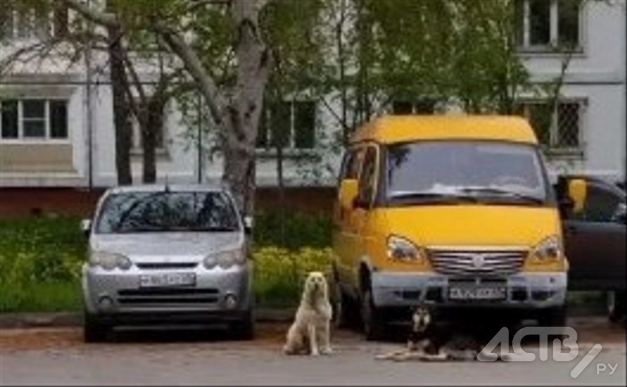 СК завел уголовное дело из-за стаи агрессивных собак у детской площадки в Южно-Сахалинске