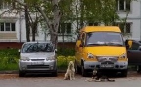 Происшествия