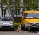 СК завел уголовное дело из-за стаи агрессивных собак у детской площадки в Южно-Сахалинске