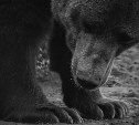 Сезон охоты на бурого медведя скоро откроется на Сахалине