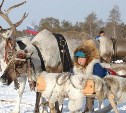 Сахалинские депутаты отправились в Югру подглядывать за оленеводами