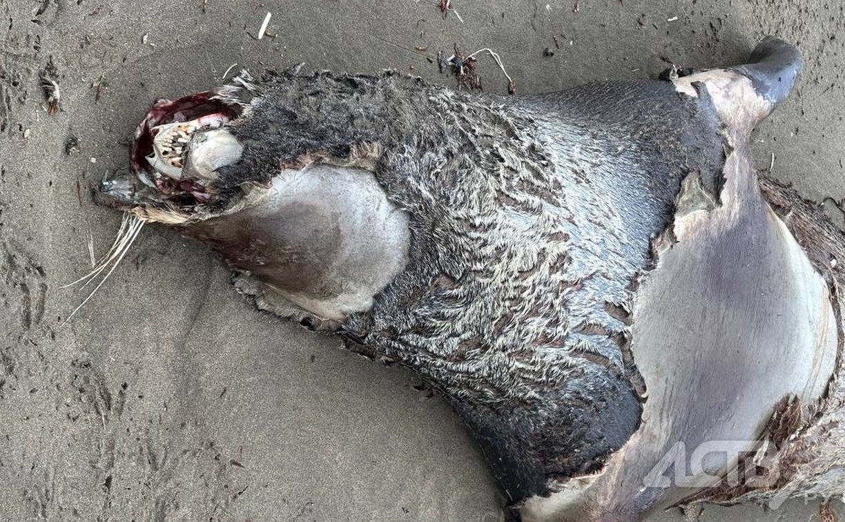 И большой тюлень, и маленькая свинья: десяток мёртвых животных обнаружили в черте Поронайска