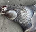 И большой тюлень, и маленькая свинья: десяток мёртвых животных обнаружили в черте Поронайска