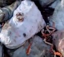 Сахалинцы обнаружили несанкционированную свалку с морепродуктами