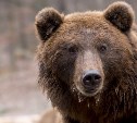 На Камчатке медведь убил смотрителя маяка 