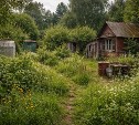 Дачников будут штрафовать за заросшие участки