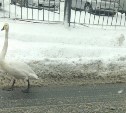 Лебедь гуляет по дороге в Южно-Сахалинске