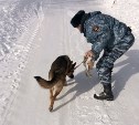 Полицейский пес помог задержать серийных воров-домушников в Южно-Сахалинске 