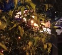 Мусорные баки горели во дворе дома в Южно-Сахалинске