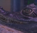 В сахалинском магазине продают крокодила за 100 тысяч рублей