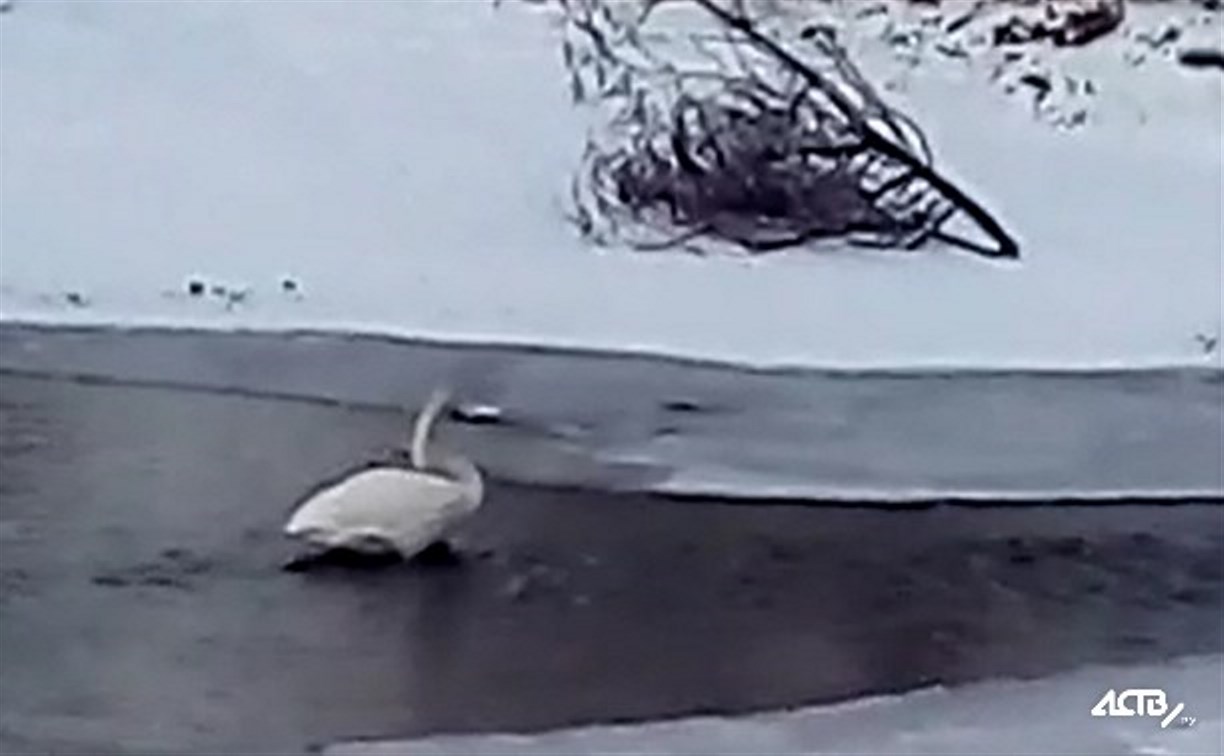 Найденный в Долинске лебедь оказался ранен оружейной дробью