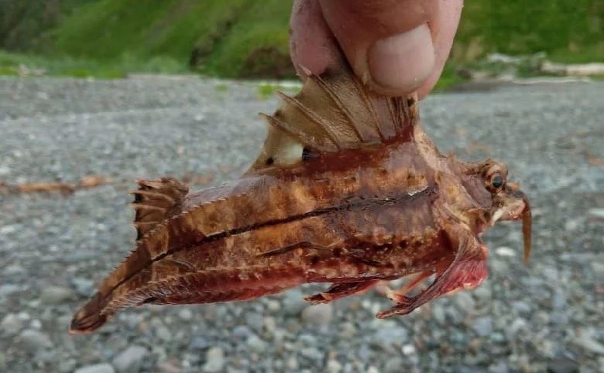 "Я бы такое не ел": сахалинские рыбаки выловили в море "неопознанное" существо