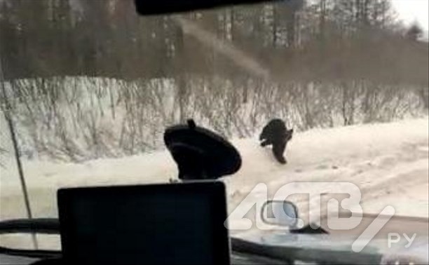 Медведь кинулся на внедорожник на севере Сахалина