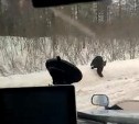 Медведь кинулся на внедорожник на севере Сахалина