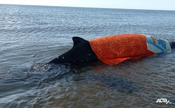 Оказавшийся на берегу на севере Сахалина кит уплыл в море