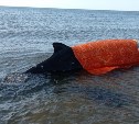 Оказавшийся на берегу на севере Сахалина кит уплыл в море