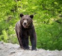 К рыбакам в Долинском районе выбежал раненый медведь 