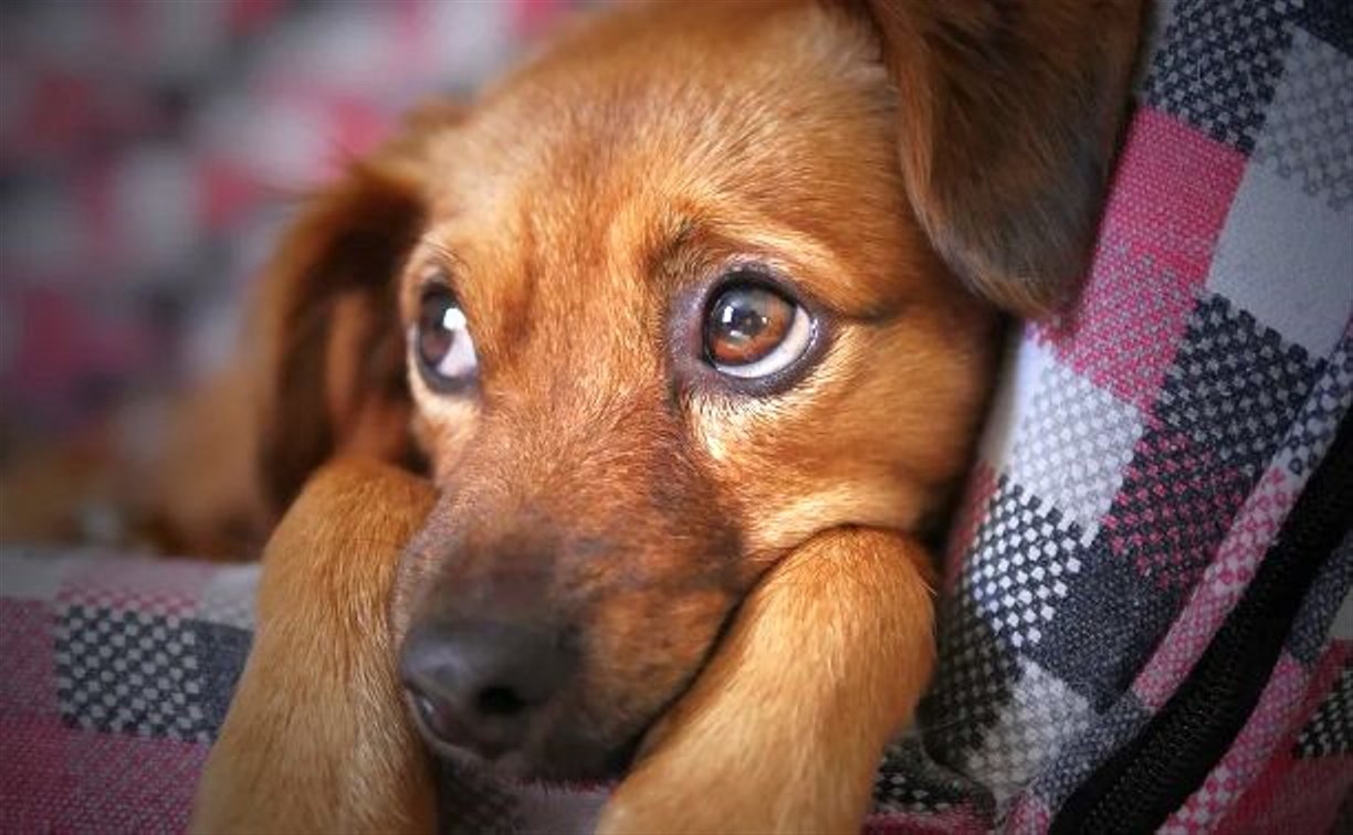 На Сахалине предложили агрессивных собак умерщвлять, а владельцев - штрафовать на 100 тысяч