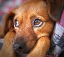 На Сахалине предложили агрессивных собак умерщвлять, а владельцев - штрафовать на 100 тысяч