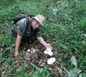 Новые виды грибов обнаружены на Кунашире