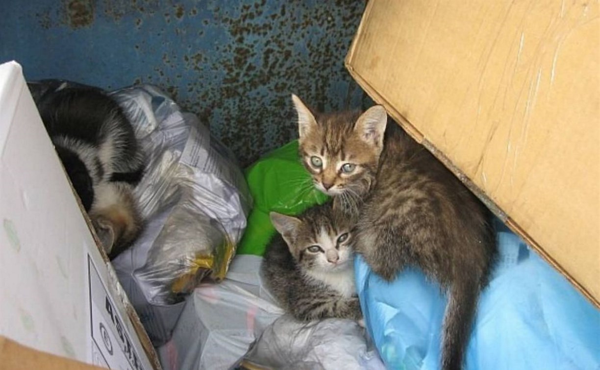 Возле восточной гимназии в Южно-Сахалинске в мусоре задохнулись котята
