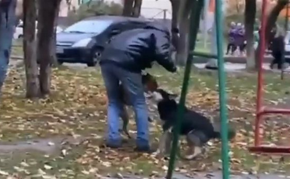 "Это очень страшно": схватка бойцовского пса и дворняги в Южно-Сахалинске попала на видео