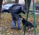 "Это очень страшно": схватка бойцовского пса и дворняги в Южно-Сахалинске попала на видео