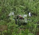 Сахалинцы: водитель, вылетевший из авто в результате ДТП, встал и пошёл в шашлычку