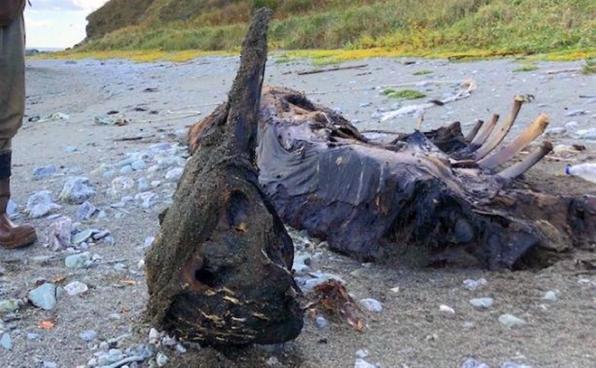 Первый сохраненный для науки череп редкого кита привезли в Южно-Сахалинск с берега моря