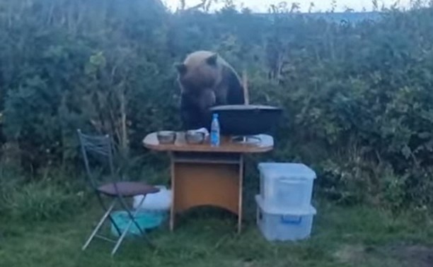 Медведь на Итурупе пришел поесть суп к отдыхающим на берегу