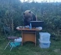 Медведь на Итурупе пришел поесть суп к отдыхающим на берегу