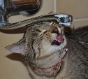 Сотни жителей Южно-Сахалинска останутся без горячей воды 29 июля