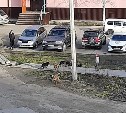 Своры бездомных собак обосновалась во дворе детского сада в Поронайске 