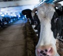 Самый совершенный УЗИ-сканер для коров осваивают сахалинские ветеринары 