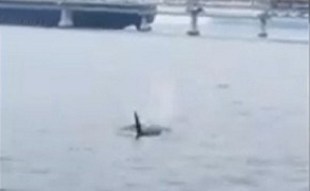 Возле танкера в Пригородном запечатлели косаток