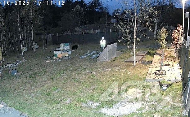 Медведи вновь вернулись во Вторую Падь: жители боятся выходить из домов