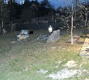 Медведи вновь вернулись во Вторую Падь: жители боятся выходить из домов