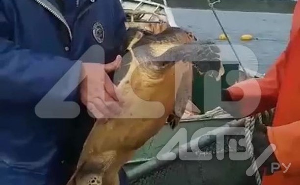 Большая морская черепаха попала в сети рыбаков на Курилах