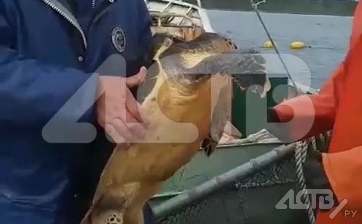 Большая морская черепаха попала в сети рыбаков на Курилах