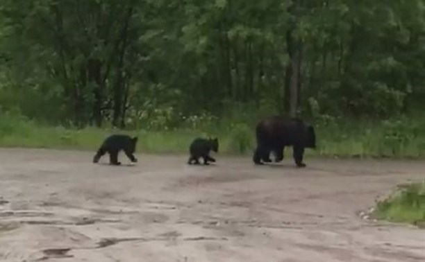 Медведица и два малыша вышли проверить как дела у жителей Тымовского
