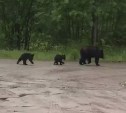 Медведица и два малыша вышли проверить как дела у жителей Тымовского