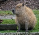 Праздник «Ребятам о зверятах» в зоопарке Южно-Сахалинска перенесли