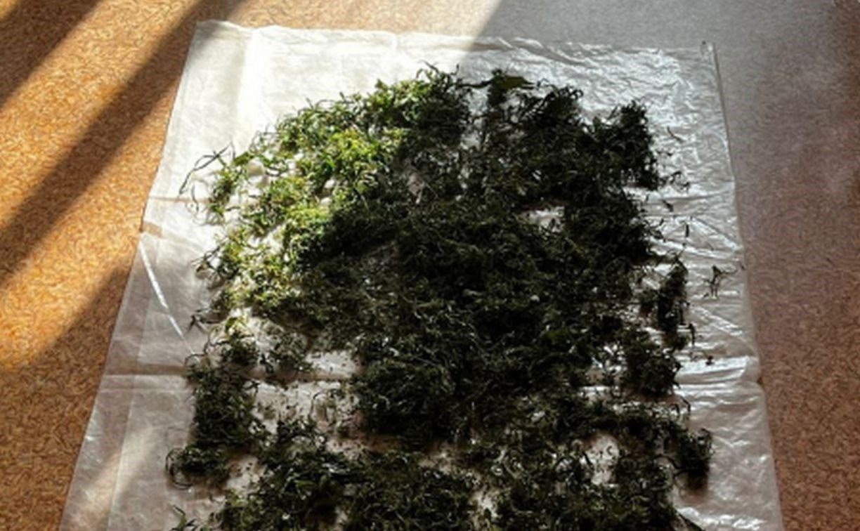 Сахалинец сушил марихуану на полу, когда к нему пришли полицейские