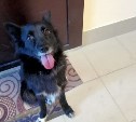 "Не понимает, что ждать уже некого": в Долинске хозяйка бросила собаку в подъезде и улетела