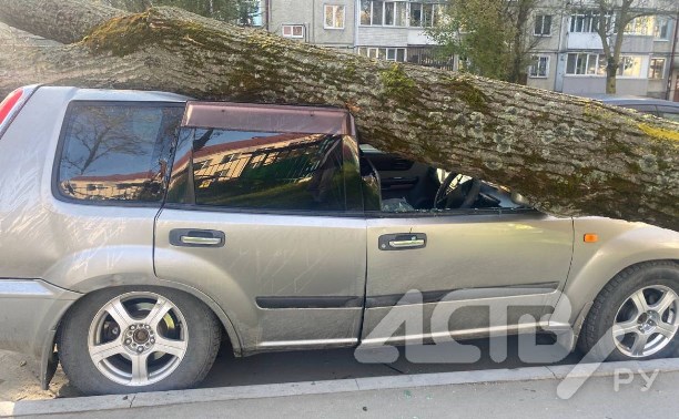 Огромное дерево упало около детсада в Южно-Сахалинске и разбило автомобиль