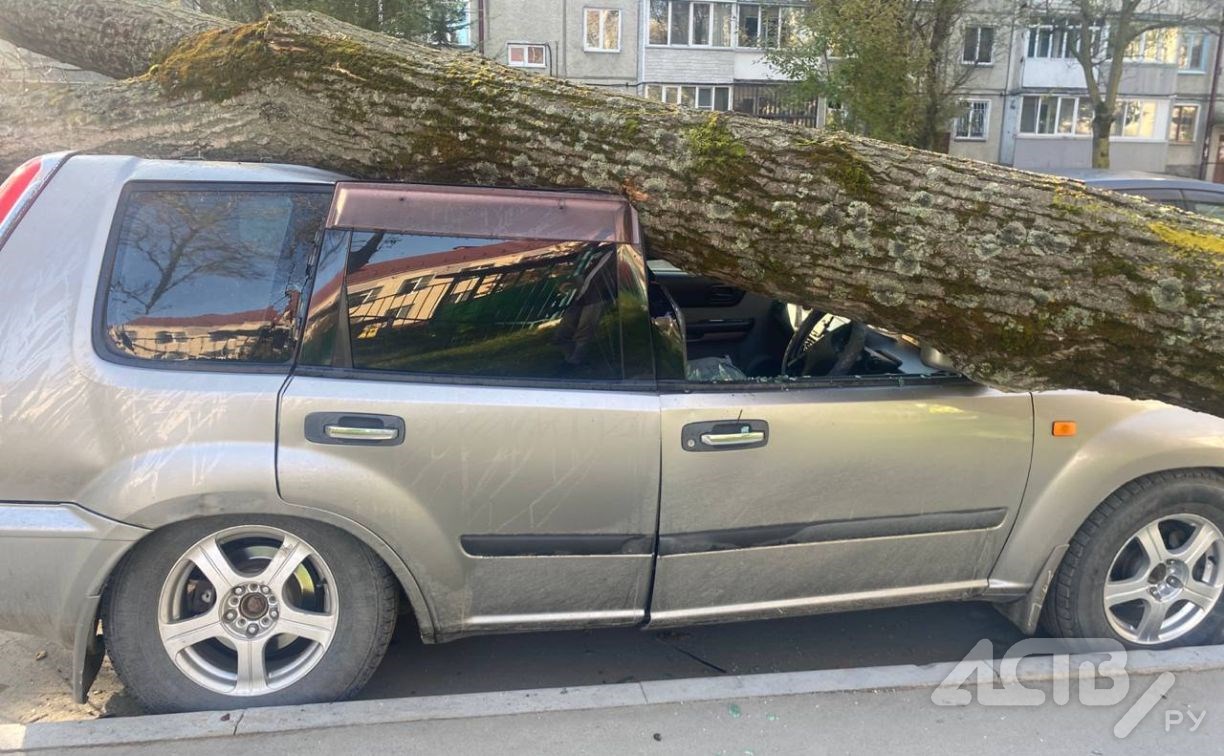 Огромное дерево упало около детсада в Южно-Сахалинске и разбило автомобиль