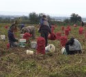 В Сахалинской области в разгаре уборка картофеля (ФОТО)