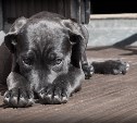 На Сахалине девушка обокрала знакомую, которой обещала покормить собаку