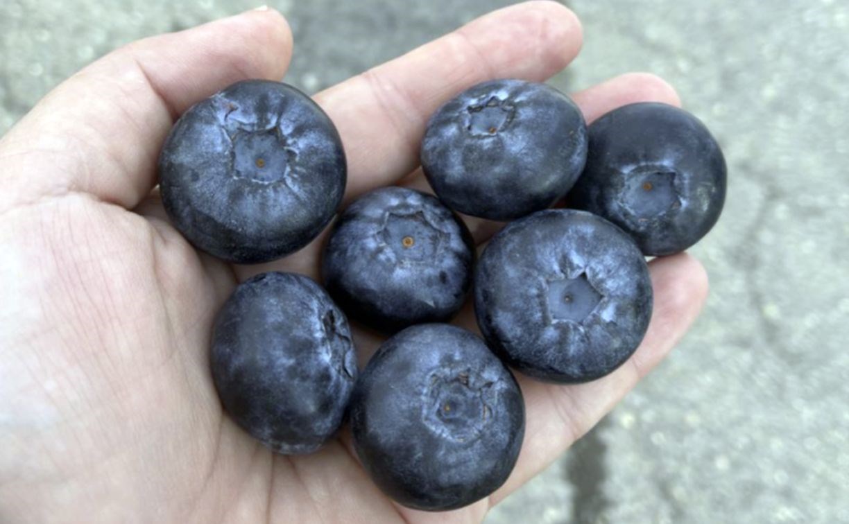 Цена на голубику в столице Камчатки дошла до 3500 рублей