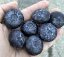 Цена на голубику в столице Камчатки дошла до 3500 рублей